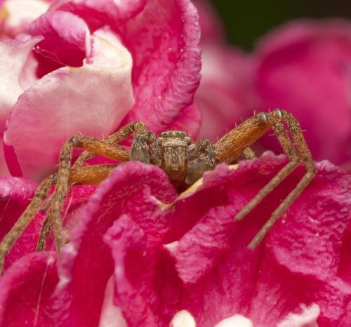Philodromus sp.